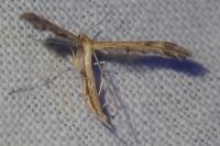 Oxyptilus