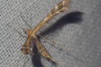 Oxyptilus
