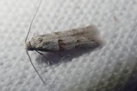 Symmocoides oxybiella