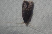 Homaloxestis briantiella