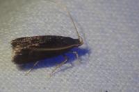 Homaloxestis briantiella