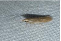 Coleophora insulicola