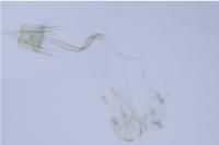 Coleophora insulicola