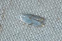 Pseudopostega crepusculella