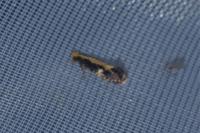 Monopis obviella