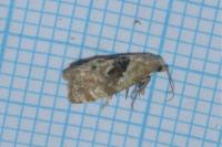 Phalonidia manniana/udana