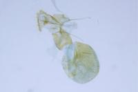 Phalonidia manniana/udana