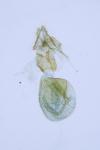 Phalonidia manniana/udana