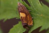 Dichrorampha vancouverana