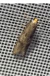 Agnoea