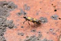 Euspilapteryx auroguttella