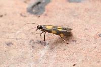 Euspilapteryx auroguttella
