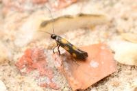 Euspilapteryx auroguttella