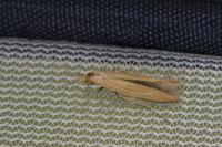 Coleophora