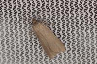 Acompsia cinerella
