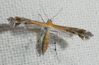 Stangeia siceliota