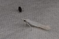 Coleophora