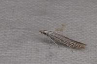 Coleophora
