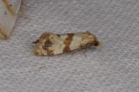 Phalonidia contractana