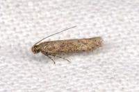 Scrobipalpa