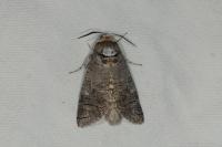 Cossus cossus