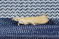 Ypsolopha alpella