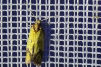Agapeta zoegana