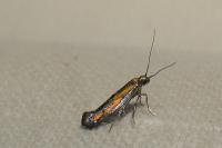 Ochromolopis ictella