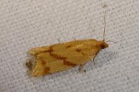 Clepsis pallidana