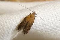 Stomopteryx remissella
