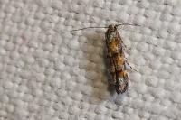 Mompha miscella