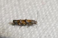 Mompha miscella
