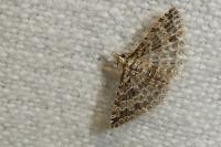 Alucita zonodactyla