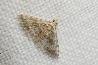 Alucita zonodactyla