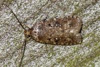 Agonopterix