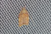 Carcina quercana