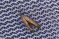 Ochromolopis ictella