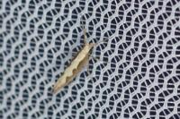 Plutella xylostella