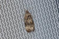 Endothenia