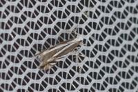 Micrurapteryx kollariella