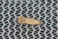 Coptotriche marginea
