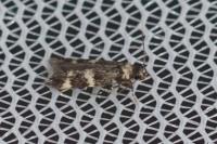 Oegoconia