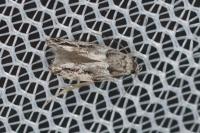 Recurvaria nanella