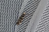 Eteobalea