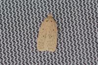 Agonopterix