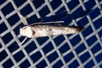Paraswammerdamia albicapitella