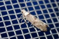 Paraswammerdamia albicapitella