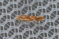 Phyllonorycter corylifoliella