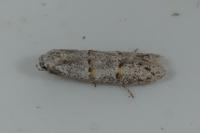 Symmocoides oxybiella