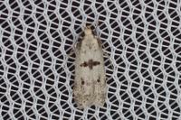Mirificarma cytisella